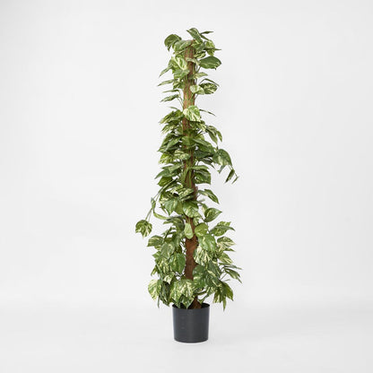 Pothos Vines on Coconut Pole 1.5m