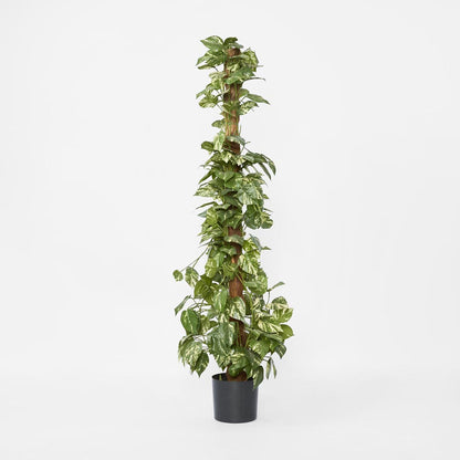 Pothos Vines on Coconut Pole 1.5m