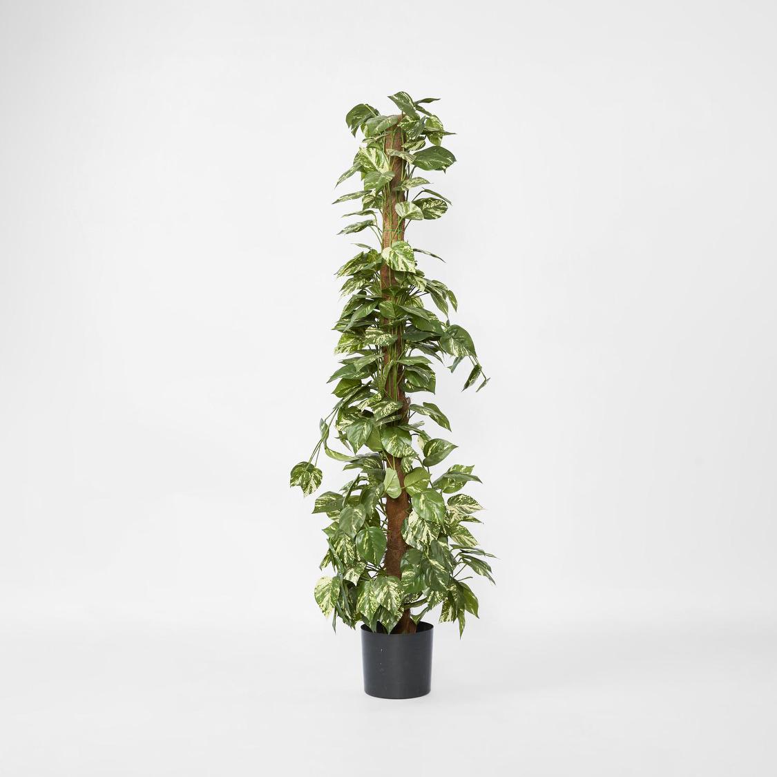 Pothos in Pot 1.2m