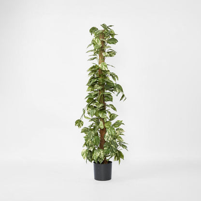 Pothos in Pot 1.2m