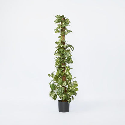 Pothos in Pot 1.2m