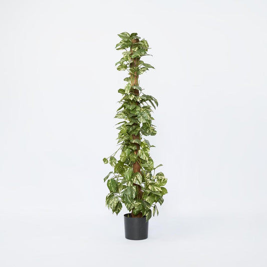 Pothos in Pot 1.2m