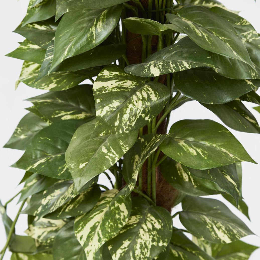 Pothos in Pot 1.2m