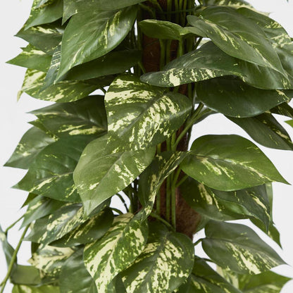 Pothos in Pot 1.2m