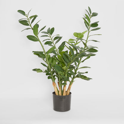 Zanzibar (Smargago) Potted Plant 90cm