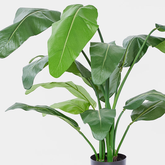 Travellers Palm 1.2m