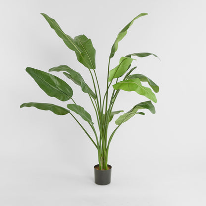 Travellers Palm 1.8m