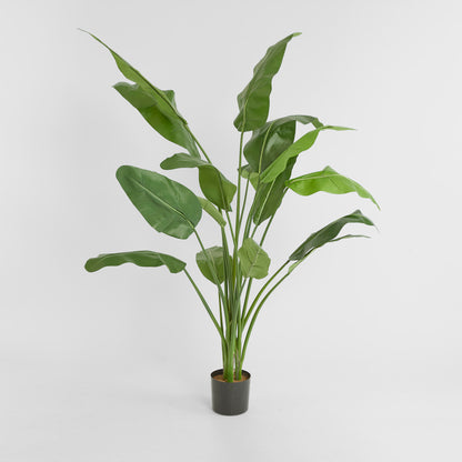 Travellers Palm 1.8m