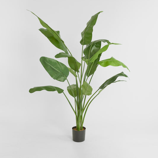 Travellers Palm 1.8m