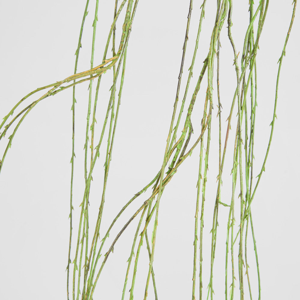 Willow Vine Spray 1.6m Green
