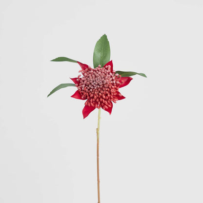 Waratah Stem 50cm Red