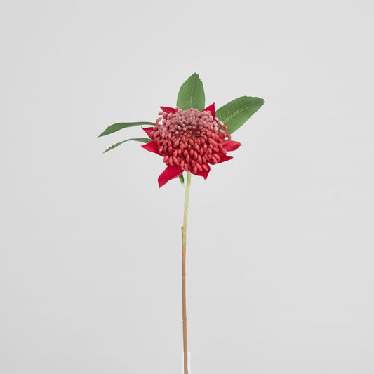 Waratah Stem 50cm Red