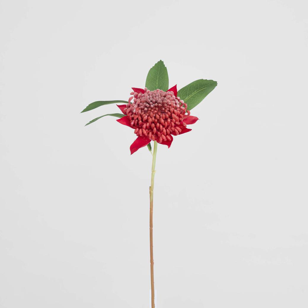 Waratah Stem 50cm Red
