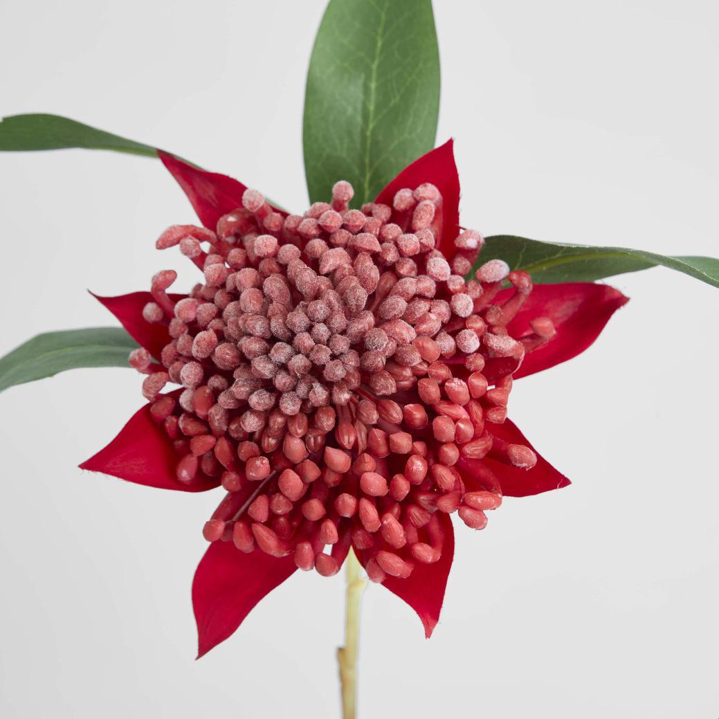 Waratah Stem 50cm Red