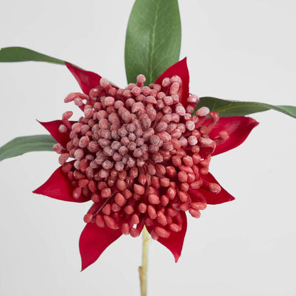 Waratah Stem 50cm Red