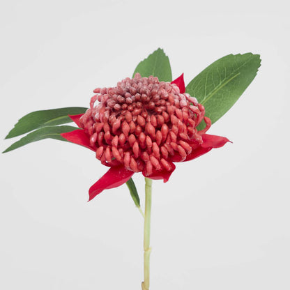 Waratah Stem 50cm Red