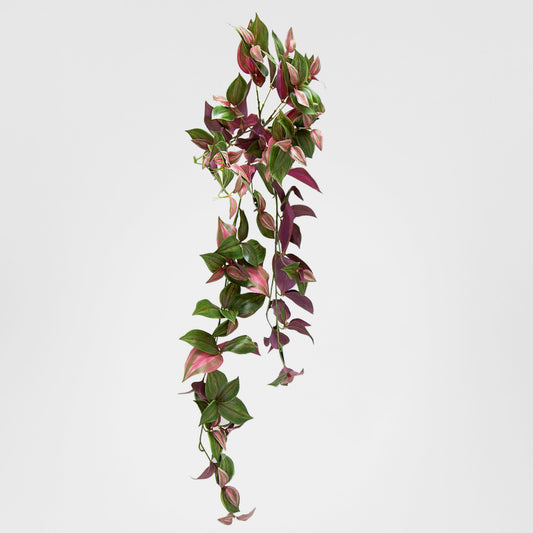 Wandering Jew Hanging Bush 94cm Purple & Green