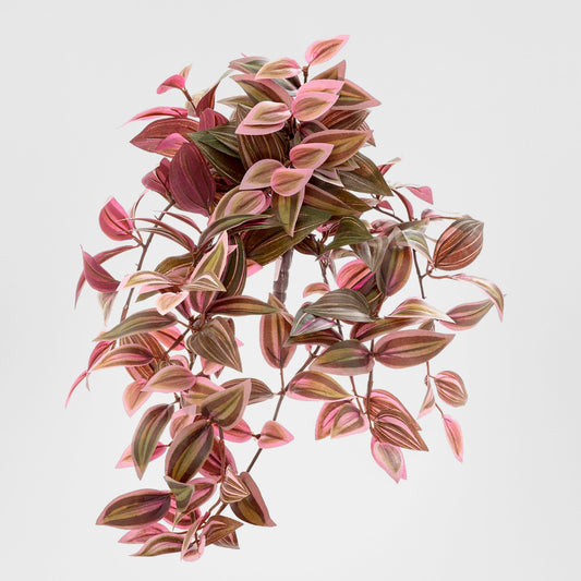 Wandering Jew Hanging Bush 50cm Red & Green