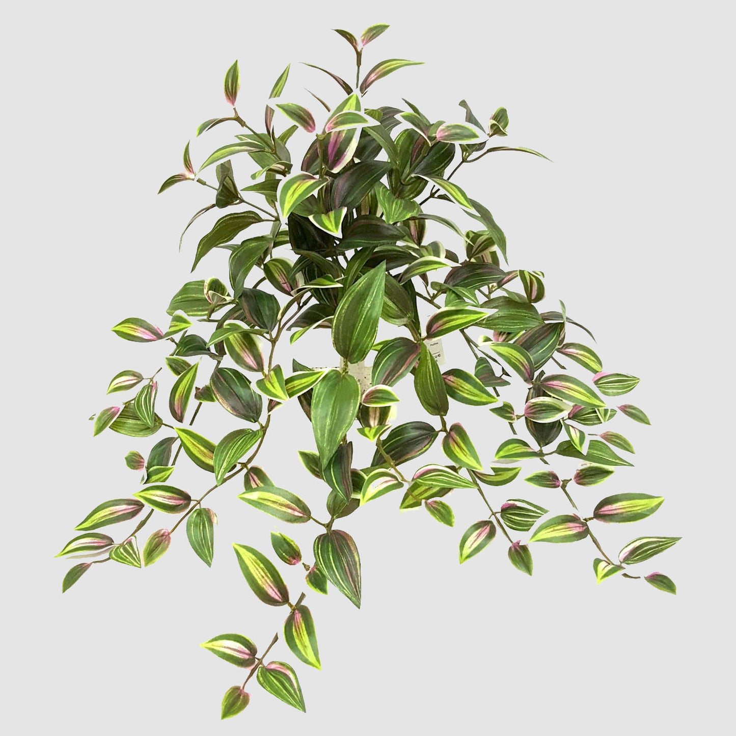 WANDERING JEW BUSH 50CM YELLOW & GREEN