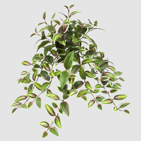 WANDERING JEW BUSH 50CM YELLOW & GREEN