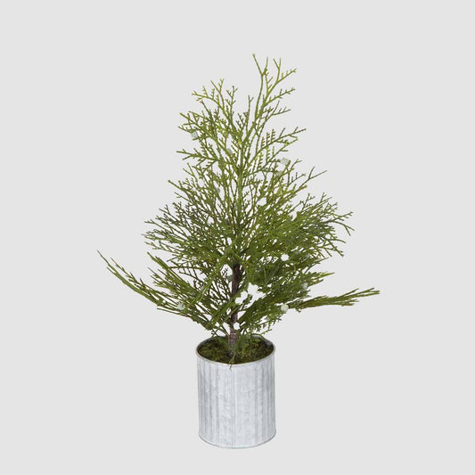 Potted Pine Tree in Tin Small