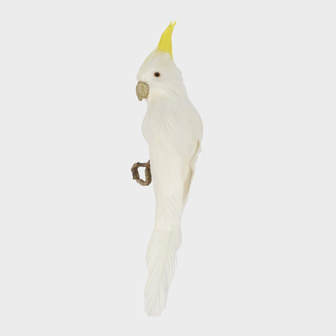 Bert the Cockatoo