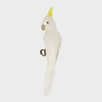 Bert the Cockatoo