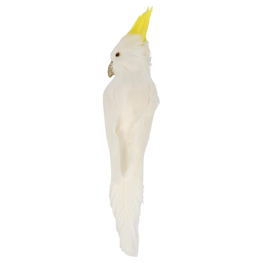 Bert the Cockatoo