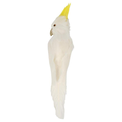 Bert the Cockatoo