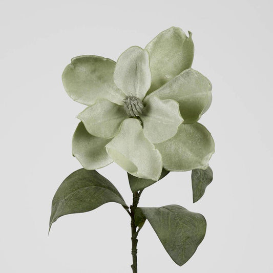 Grandiflora Velvet Magnolia Stem Green