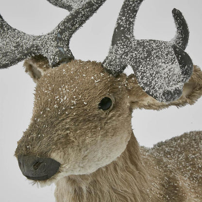 King Elk Lying