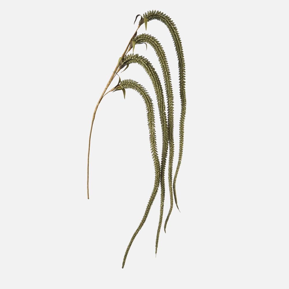 Amaranthus Stem Olive Green