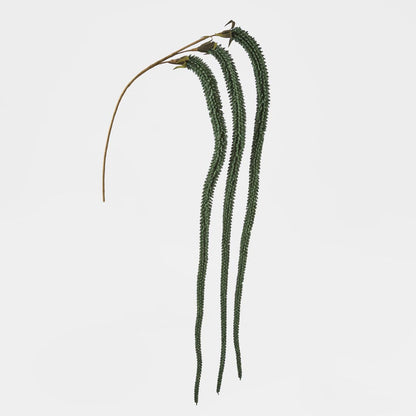 Amaranthus Stem Emerald Green