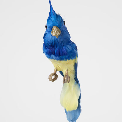 Jacques Crested Blue Bird