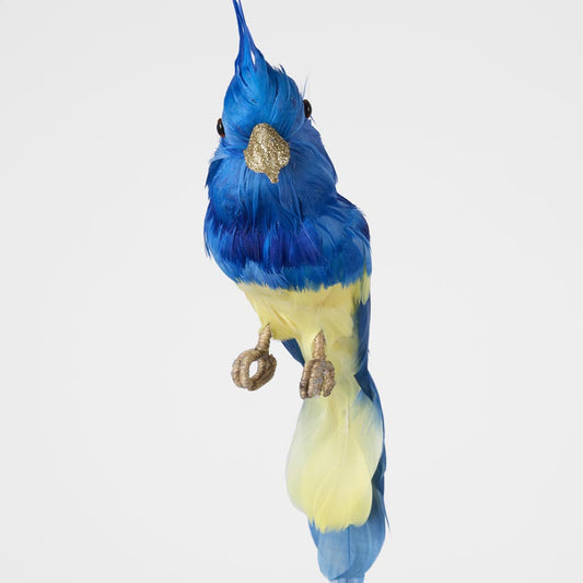 Jacques Crested Blue Bird