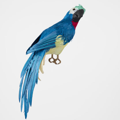 Marron Blue Parrot