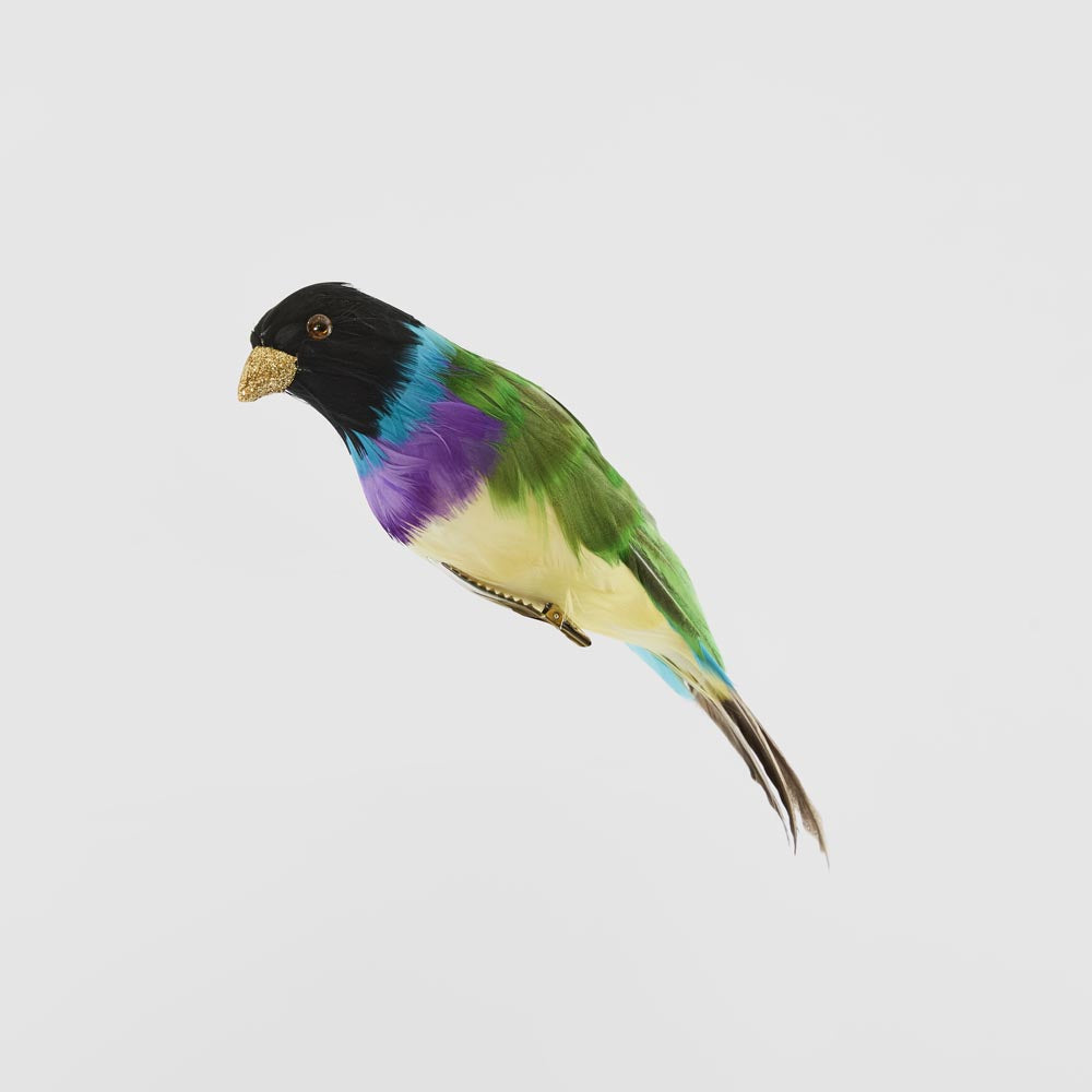 Black Headed Finch