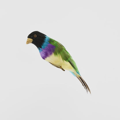 Black Headed Finch
