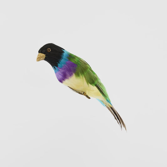Black Headed Finch
