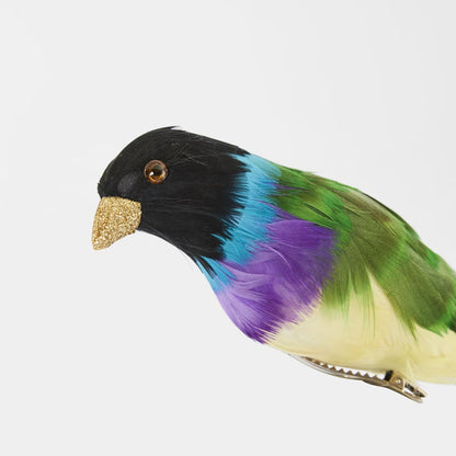 Black Headed Finch