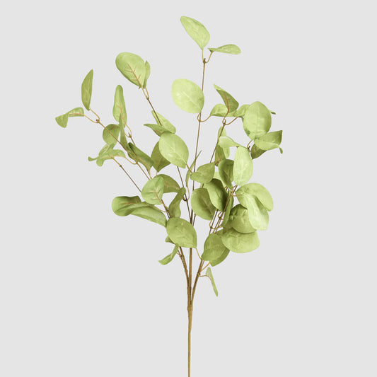 Eucalyptus Stem Green
