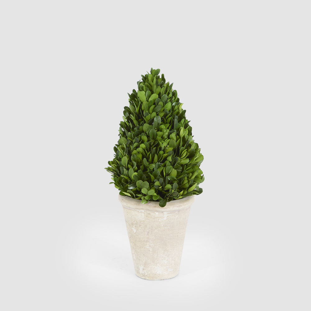 Preserved Boxwood Cone Tree Topiary in Terracotta Pot 38cm