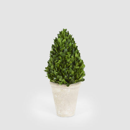 Preserved Boxwood Cone Tree Topiary in Terracotta Pot 38cm