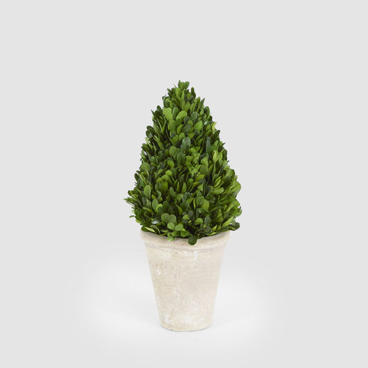 Preserved Boxwood Cone Tree Topiary in Terracotta Pot 38cm