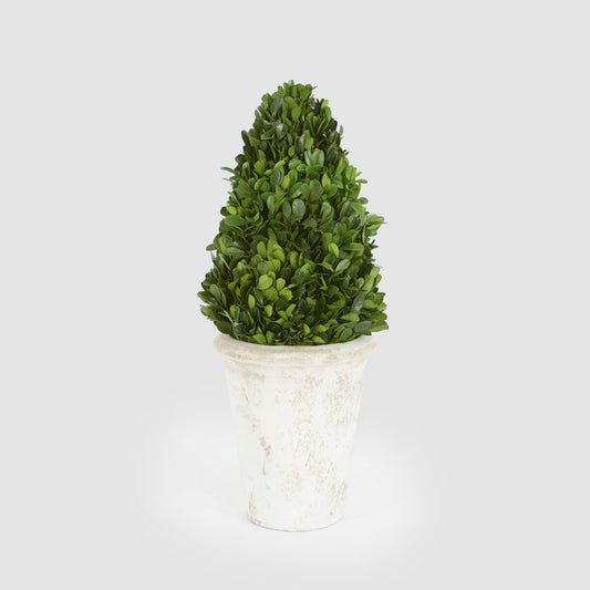 Preserved Boxwood Cone Tree Topiary in Terracotta Pot 33cm