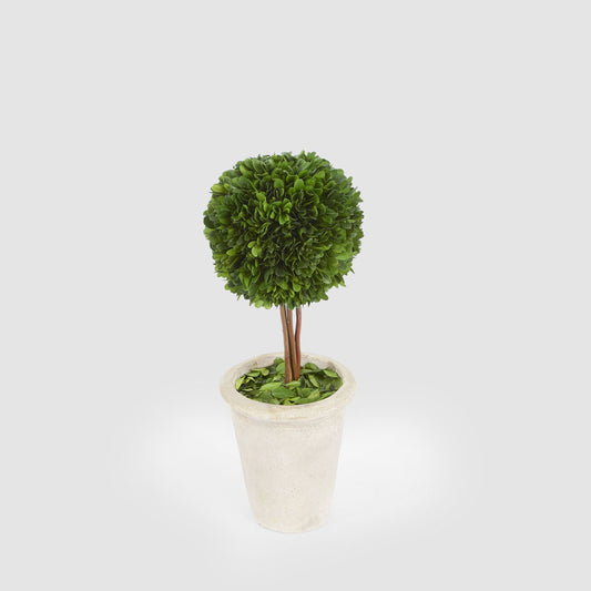 Preserved Boxwood Ball Topiary in Terracotta Pot