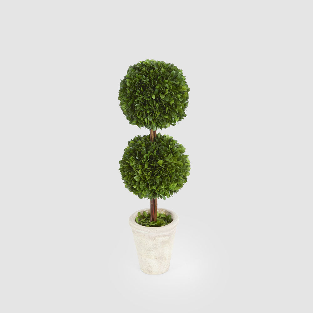 Preserved Boxwood Double Ball Topiary