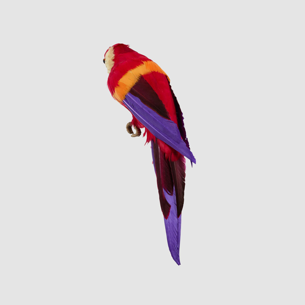 King Parrot Red