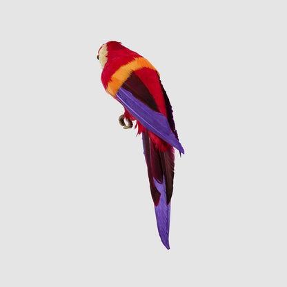 King Parrot Red