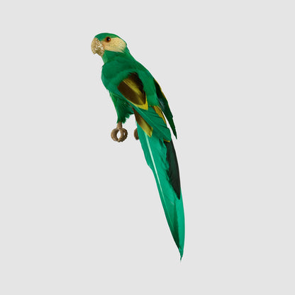King Parrot Green